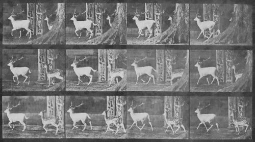 Muybridge, Eadweard: Trottender Bock und Dammhirschkuh (0.69 Sekunden)