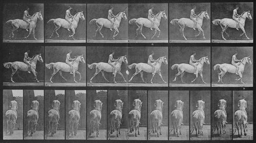 Muybridge, Eadweard: Smith mit Reiter (0.51 Sekunden)