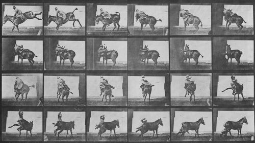 Muybridge, Eadweard: Ruth ist st�rrisch