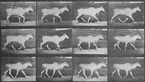 Muybridge, Eadweard: Trottender Eland