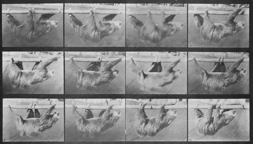 Muybridge, Eadweard: Gehendes Faultier, h�ngt von einer Stange