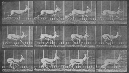 Muybridge, Eadweard: Galoppierende Gazelle, wendet