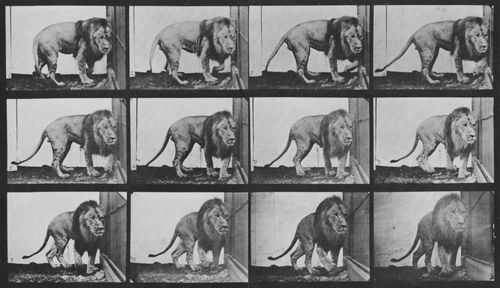 Muybridge, Eadweard: Sich umdrehender L�we (1.14 Sekunden)