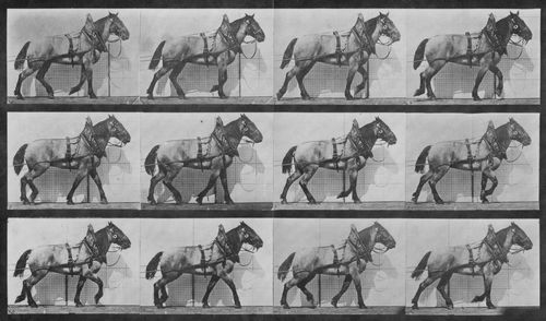 Muybridge, Eadweard: Billy schleppt etwas Schweres (1.11 Sekunden)