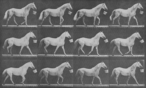 Muybridge, Eadweard: Eagle, mit Eimer im Mund (0.73 Sekunden)