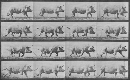Muybridge, Eadweard: Gehende Sau (0.31 Sekunden)