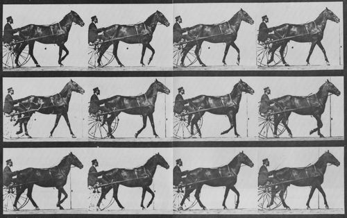 Muybridge, Eadweard: Reuben mit Sulky (0.32 Sekunden)