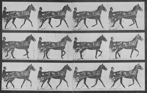 Muybridge, Eadweard: Reuben mit Sulky (0.51 Sekunden)