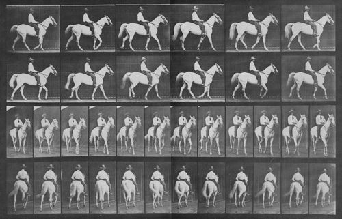 Muybridge, Eadweard: Elberon mit Reiter (1.26 Sekunden)