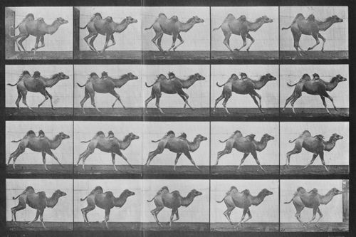 Muybridge, Eadweard: Galoppierendes Kamel im Querlauf (0.32 Sekunden)