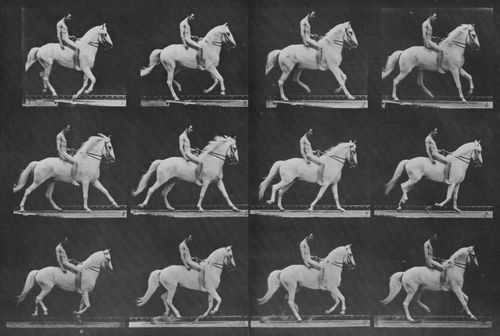 Muybridge, Eadweard: Clinton mit Reiter (0.56 Sekunden)