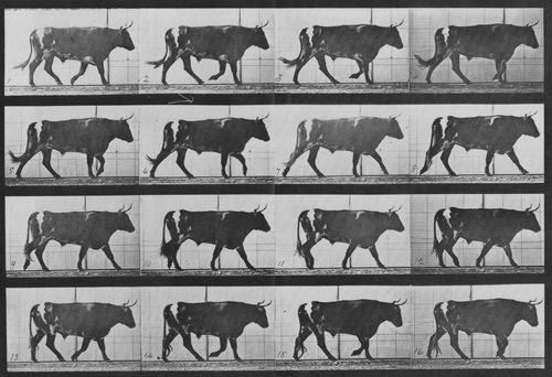 Muybridge, Eadweard: Gehender Ochse (0.46 Sekunden)