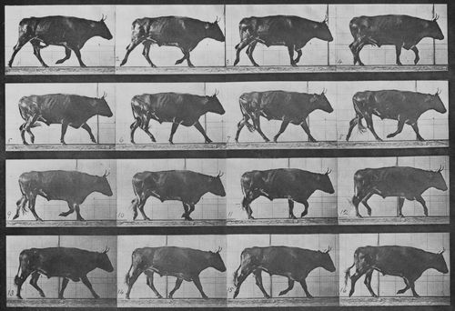 Muybridge, Eadweard: Gehender Ochse (0.56 Sekunden)