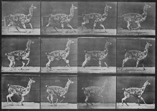 Muybridge, Eadweard: Galoppierender Guanako