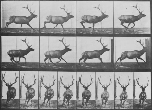 Muybridge, Eadweard: Elch in unregelm��igem Galopp (0.51 Sekunden)