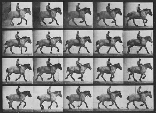 Muybridge, Eadweard: Hansel mit Reiter (0.36 Sekunden)