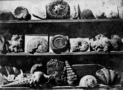 Daguerre, Louis Jacques Mand�: Anordnung von Muscheln