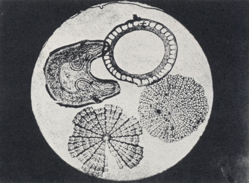 Talbot, William Henry Fox: Mikrophotographie