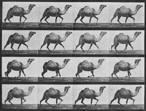 Muybridge, Eadweard: Schreitendes Kamel (0.24 Sekunden)