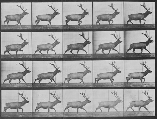 Muybridge, Eadweard: Trottender Elch (0.32 Sekunden)