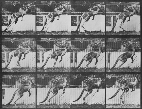 Muybridge, Eadweard: Springendes K�nguru (0.64 Sekunden)