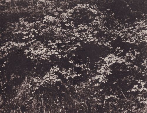 Cuvelier, Eug�ne: Gras und B�sche