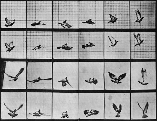 Muybridge, Eadweard: Fliegende Taube (0.20 Sekunden)