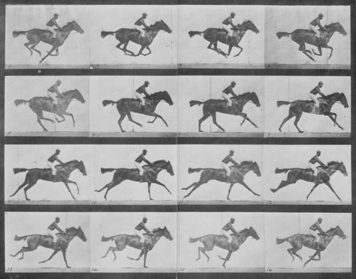 Muybridge, Eadweard: Annie G. mit Jockey (0.31 Sekunden)