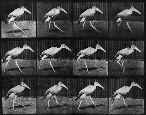 Muybridge, Eadweard: Indischer Marabu, geht