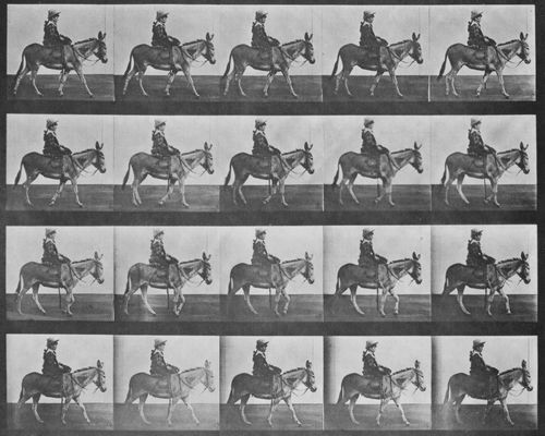Muybridge, Eadweard: Zoospaziergang, mit Reiter (0.36 Sekunden)