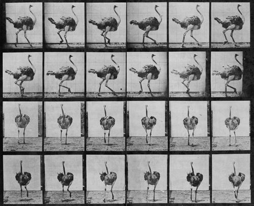 Muybridge, Eadweard: Gehender Strau� (0.91 Sekunden)