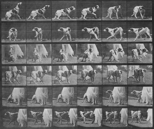 Muybridge, Eadweard: Kate dreht sich um (1.74 Sekunden)