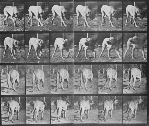 Muybridge, Eadweard: Dread, gehend