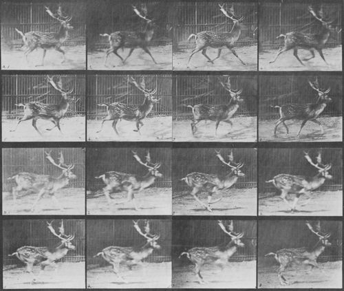Muybridge, Eadweard: a.) Trottender Bock b.) Galoppierender Bock