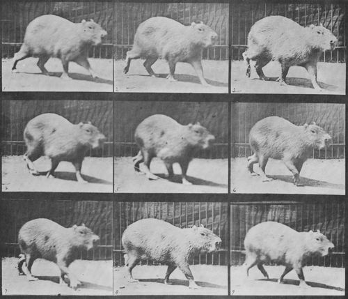 Muybridge, Eadweard: Cabybara, gehend