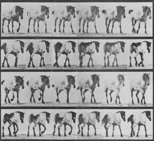 Muybridge, Eadweard: Hansel, frei gehend (0.90 Sekunden)