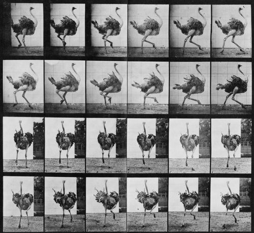 Muybridge, Eadweard: Strau� im Anlauf (0.52 Sekunden)