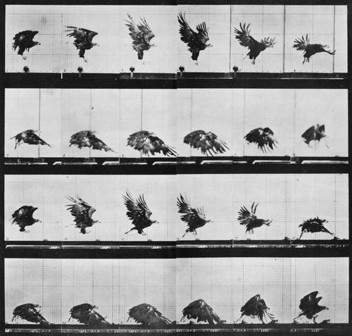 Muybridge, Eadweard: Nahe der Erde fliegender Adler (0.21 Sekunden)