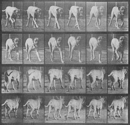 Muybridge, Eadweard: Dread, trottend