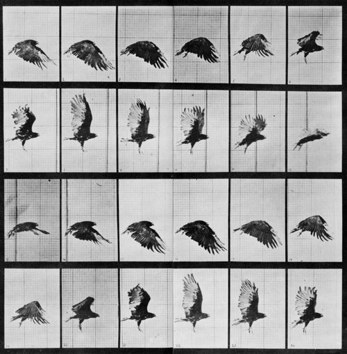Muybridge, Eadweard: Fliegender Geier (0.19 Sekunden)