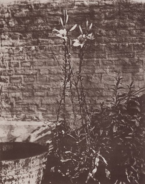Atget, Eug�ne: Lilien