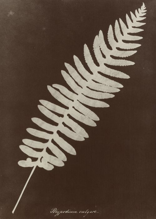 Atkins, Anna: »Polypodium vulgare«