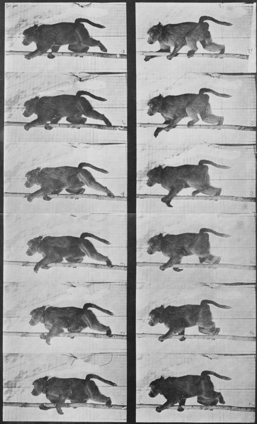 Muybridge, Eadweard: Pavian steigt auf einen Mast (0.41 Sekunden)