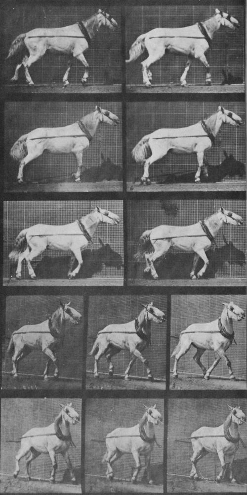 Muybridge, Eadweard: Johnson schleppt, sein Kopf wird gezogen (0.75 Sekunden)