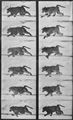 Muybridge, Eadweard: Pavian steigt auf einen Mast (0.41 Sekunden)