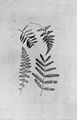 Talbot, William Henry Fox: Botanische Objekte