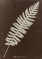 Atkins, Anna: »Polypodium vulgare«
