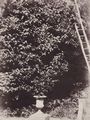 Le Secq, Henri: Gartenszene
