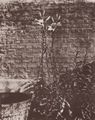 Atget, Eug�ne: Lilien
