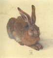 D�rer, Albrecht: Feldhase